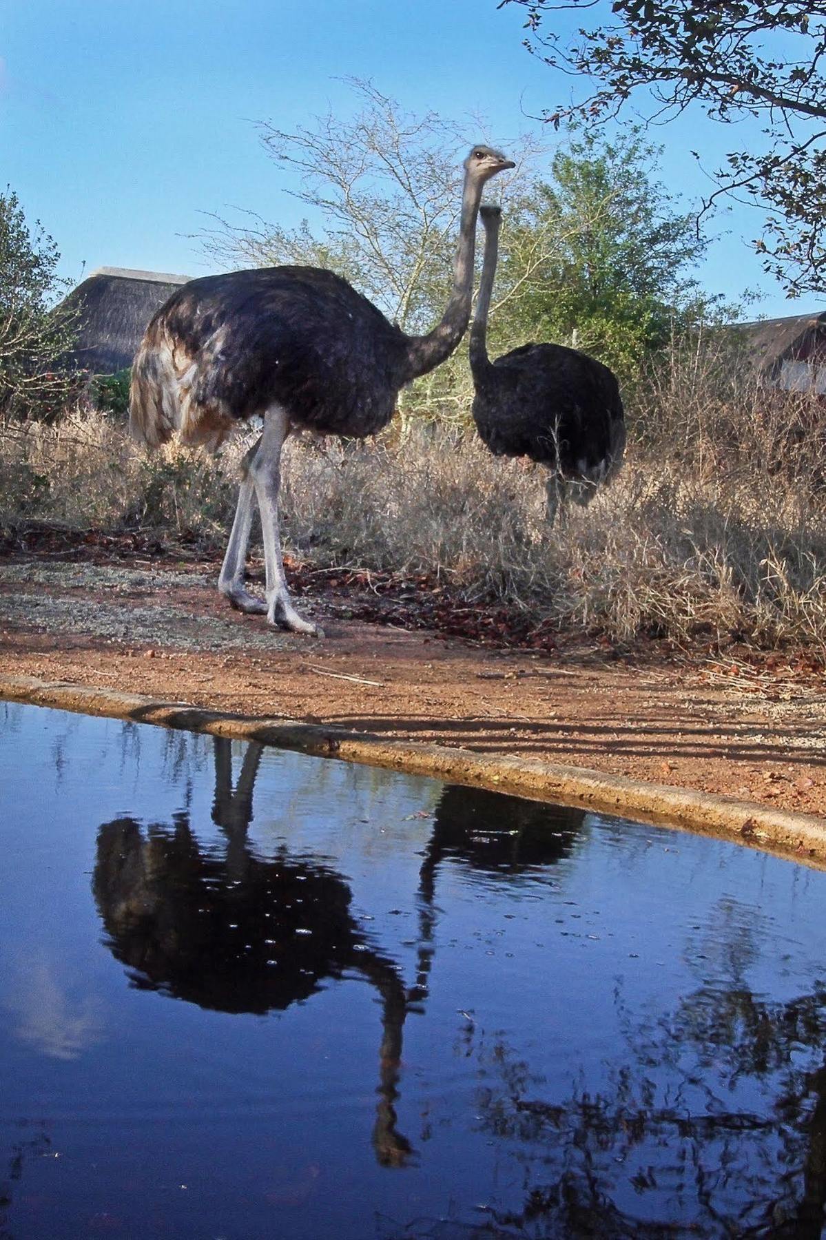 Normann Safari Bush Lodge Phalaborwa Exterior photo